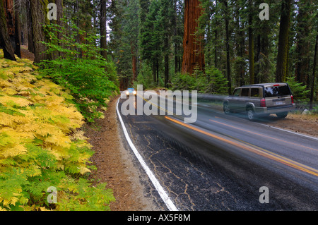 Steuerwagen und geparkten SUV, schmalen Autobahn durch Sequoia Nationalpark, Kalifornien, USA Stockfoto