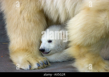 Eisbär (Ursus maritimus) Junge versteckt sich hinter seiner Mutter, Zwillinge geboren Dezember 2007 im Tiergarten Schönbrunn, Wien, Österreich, Europa Stockfoto