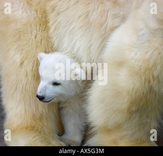 Eisbär (Ursus maritimus) Junge versteckt sich hinter seiner Mutter, Zwillinge geboren Dezember 2007 im Tiergarten Schönbrunn, Wien, Österreich, Europa Stockfoto