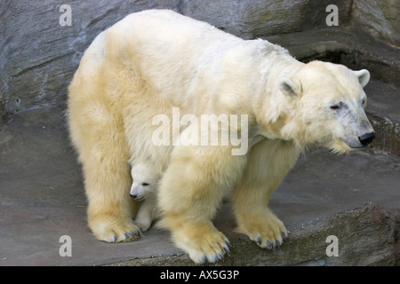 Eisbär (Ursus maritimus) Junge versteckt sich hinter seiner Mutter, Zwillinge geboren Dezember 2007 im Tiergarten Schönbrunn, Wien, Österreich, Europa Stockfoto