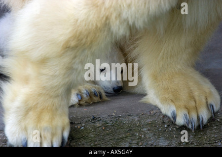 Eisbär (Ursus maritimus) Junge versteckt sich hinter seiner Mutter, Zwillinge geboren Dezember 2007 im Tiergarten Schönbrunn, Wien, Österreich, Europa Stockfoto