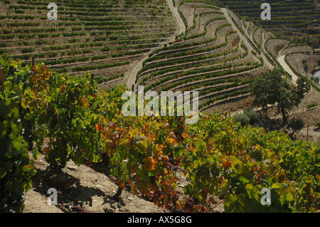 Weinbau in Vale Mendiz, Herstellung von Rotwein und Hafen auf der Quinta Passadouro, Region, Nord-Portugal, Europa Stockfoto