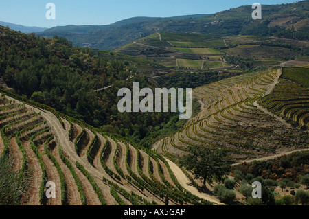 Weinbau in Vale Mendiz, Herstellung von Rotwein und Hafen auf der Quinta Passadouro, Pinhao, Douro-Region Nord Portug Stockfoto