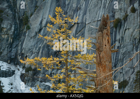 Mammutbäume (Sequoiadendron Giganteum) im Winter, Yosemite-Nationalpark, Kalifornien, USA, Nordamerika Stockfoto