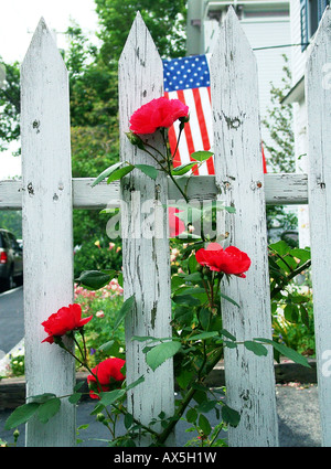 Weißen Lattenzaun rote Rosen und amerikanische Flagge am 4. Juli in Rockport, Massachusetts Stockfoto