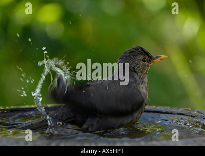 Gemeinsamen Amsel (Turdus Merula) weiblich Stockfoto