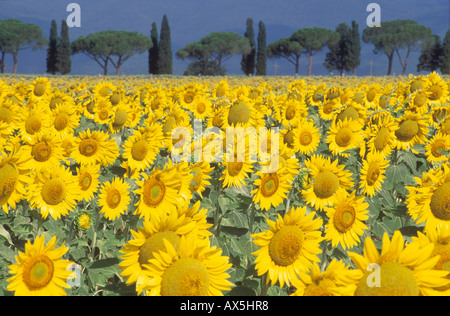 Sonnenblumenfeld Stockfoto