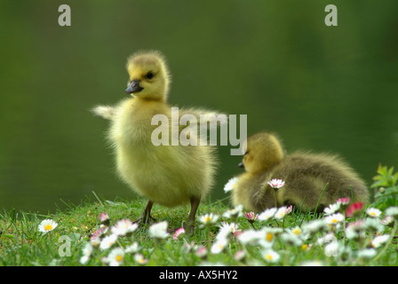 Kanada-Gans Stockfoto