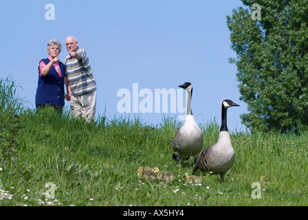 Kanada-Gans Stockfoto