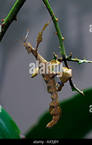 Macleay Gespenst, stachelige Blatt Insekt oder riesige stacheligen Stabheuschrecke (Extatosoma Tiaratum) Stockfoto