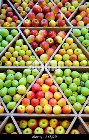 Apfel-Sorten Stockfoto