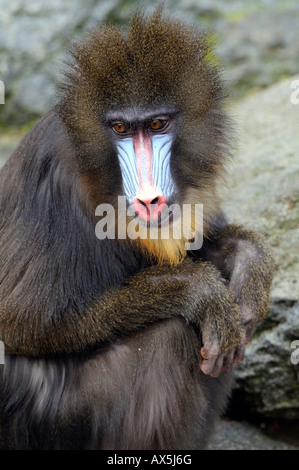 Mandrill (Mandrillus Sphinx) Stockfoto