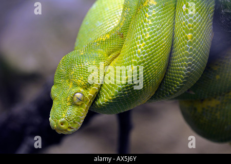 Grüner Baumpython (Morelia Viridis) Stockfoto