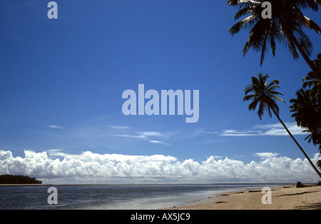 Recife, Brasilien. Strand mit einer Palme im Vordergrund rechts und Baumreihe in linken Abstand. Stockfoto