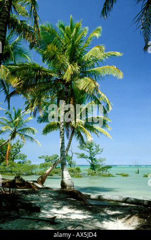 Insel Itaparica, Brasilien. Tropischen Strand, gekreuzten Palmen, Meer, blauer Himmel und ein paar Mangroven im Meer. Bahia. Stockfoto