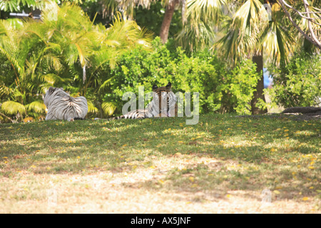 Weißer Tiger und Königstiger Stockfoto