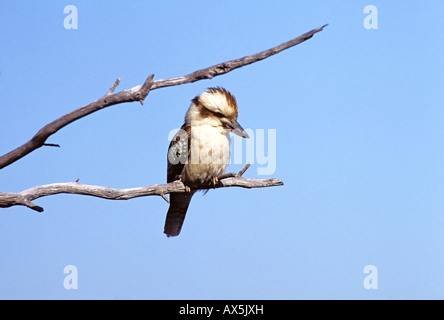 Laughing Kookaburra (Dacelo novaeguineae), Western Australia, Australien Stockfoto