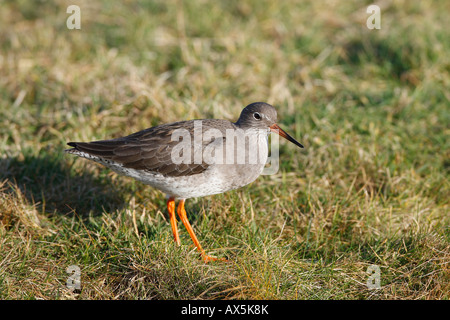 Gemeinsamen Rotschenkel (Tringa Totanus) Stockfoto