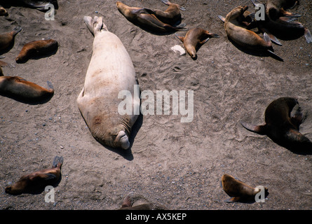 Südamerikanischen Seelöwen (Otaria Flavescens) und einen südlichen See-Elefanten (Mirounga Leonina), Valdez Halbinsel, Provinz Chubut Stockfoto