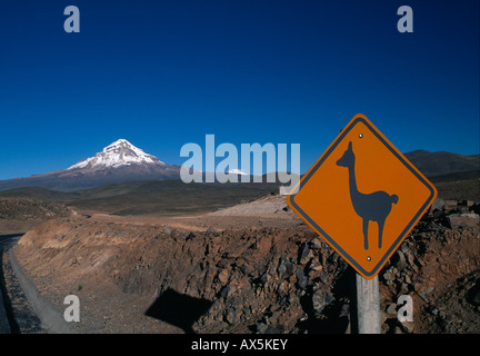 Lama Kreuzung Zeichen, Sajama Vulkan im Hintergrund, Altiplano, Departement Oruro, Bolivien, Südamerika Stockfoto