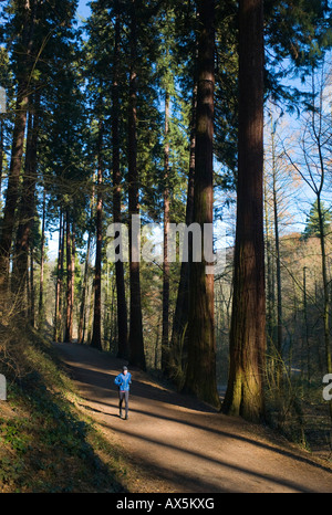 130 Jahre alten Mammutbäume (Sequoioideae), bei mehr als 55 Meter hoch einige der größten Bäume in Europa, Exotenwald Park, Weinhe Stockfoto