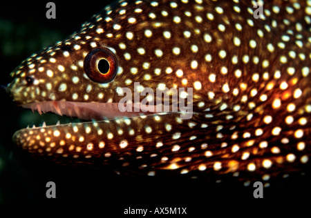 Whitemouth Moray oder Spotted Muräne (Gymnothorax Meleagris), Philippinen, Asien Stockfoto