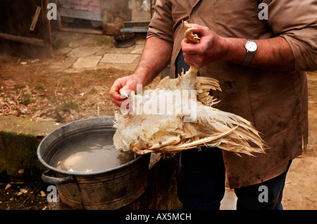 Nach Hause Schlachtung (Ente), Bauer Rupfen der Federn von einer Ente, Eckental, Middle Franconia, Bayern, Deutschland, Europa Stockfoto