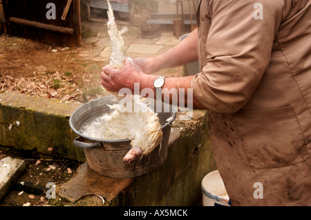 Nach Hause Schlachtung (Ente), Bauer Rupfen der Federn von einer Ente, Eckental, Middle Franconia, Bayern, Deutschland, Europa Stockfoto