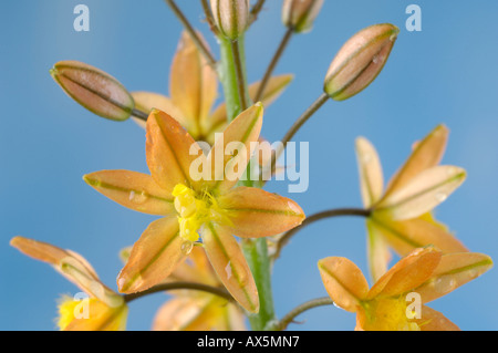 Gelbe afrikanische Bulbine Stockfoto