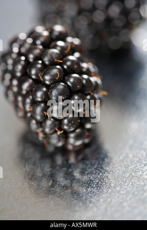 Brombeere (Rubus Fruticosus) Stockfoto