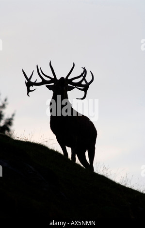 Rothirsch (Cervus Elaphus) belling, Nord-Tirol, Austria, Europe Stockfoto