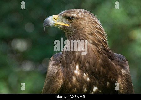 Porträt eines Steinadler (Aquila Chrysaetos), Nord-Tirol, Österreich, Europa Stockfoto