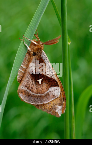 Männlich-Tau-Kaiser Schmetterling (Aglia Tau) thront auf einem Grashalm Rasen, Nord-Tirol, Österreich, Europa Stockfoto
