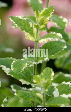 Apfel Minze / Runde-leaved Mint Stockfoto