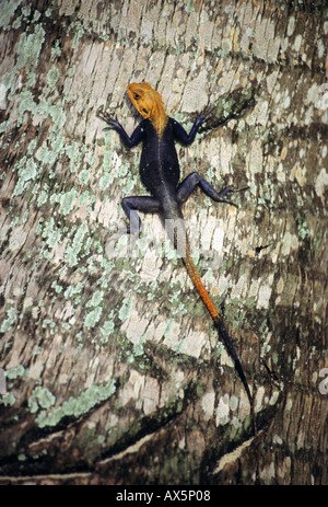 Makande, Gabun. Dunkle farbige Eidechse mit einem Orangen Kopf Kletterbaum (Agama Agama). Stockfoto