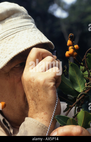 Makande, Gabun. Frans Breteler mit Agelaea SP., eine Pflanze mit Früchten, die vorher nur durch ihre Blüten bekannt. Stockfoto