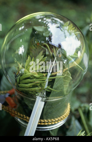 Makande, Gabun. Probenahmegeräte Duft des Perfumier römischen Kaiser in den Regenwald mit Leptactina SP. Blume eingerichtet. Stockfoto