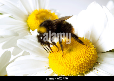 Hummel auf marguerite Stockfoto