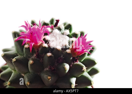 Blühender Kaktus, close-up Stockfoto