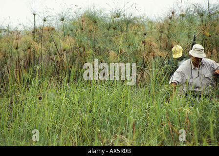 Bangweulu Sumpf, Sambia. Touristen auf Safari mit bewaffnete Eskorte durch Papyrus-Sümpfe schieben. Stockfoto