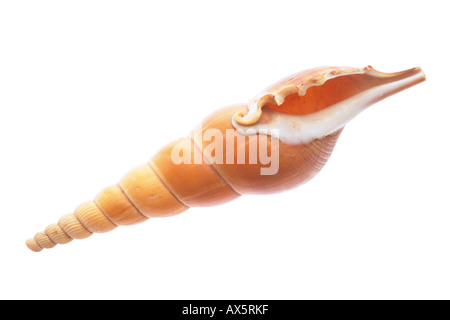 Sea shell, Tibia Martini Stockfoto