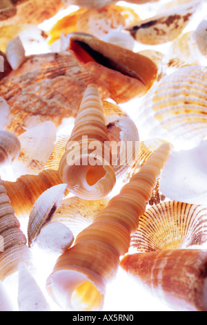 Muscheln Stockfoto