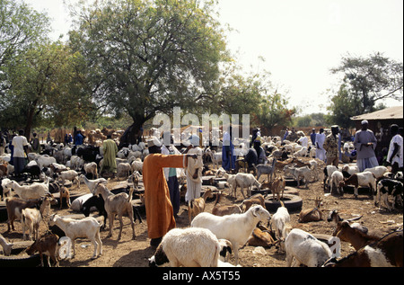 Gambia. Ziege-Markt in das Innere des Landes; Ziegen und Kinder Fütterung von LKW-Reifen, Männer feilschen. Stockfoto