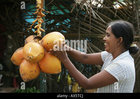 Sri Lanka Frau verkaufen Kokosnüsse in Hanwella, Sri Lanla, Südasien Stockfoto