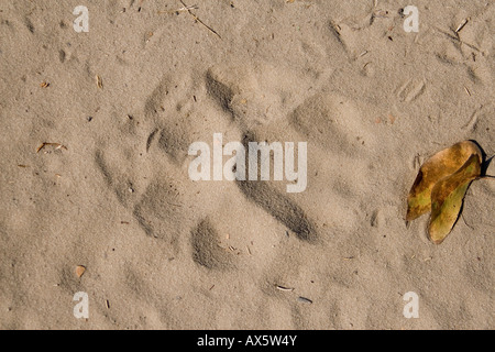 Löwe (Panthera Leo) Pfotenabdruck im Moremi Wildlife Reserve, Botswana, Afrika Stockfoto