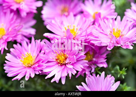 Neuengland-Aster (Symphyotrichum Novae-Angliae, Aster Novae-Angliae), rosa Blüten Stockfoto