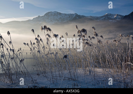 Frost bedeckt Schilf am Ufer des Kochelsee (See Kochel) eingehüllt in Nebel, Bayerische Voralpen, Bayern, Oberbayern, Stockfoto