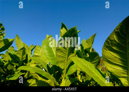 Tabakblätter, Tabakfeld in Pinar del Río, Kuba, Caribbean Stockfoto
