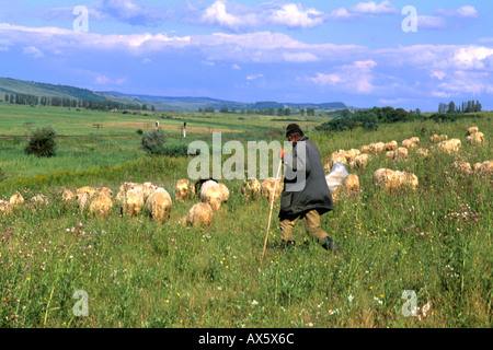 Kroatien Küste ältere Schafe Herder in der Nähe von Dubrovnik Kroatien Stockfoto