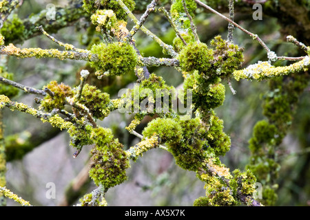 Moose (Bryophyta) und Flechten Stockfoto
